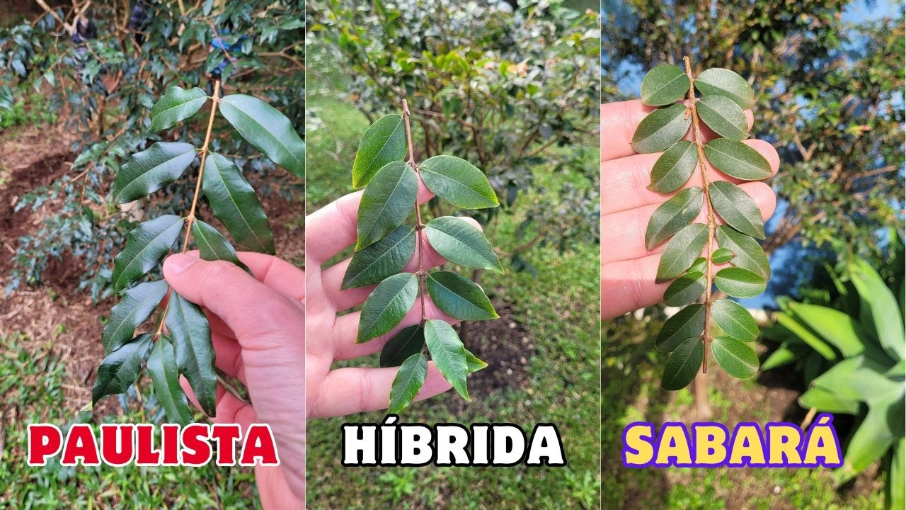 NÃO COMPRE MUDA DE JABUTICABEIRA Antes de Ver Isso Saiba o Melhor Tipo e se é Produtiva