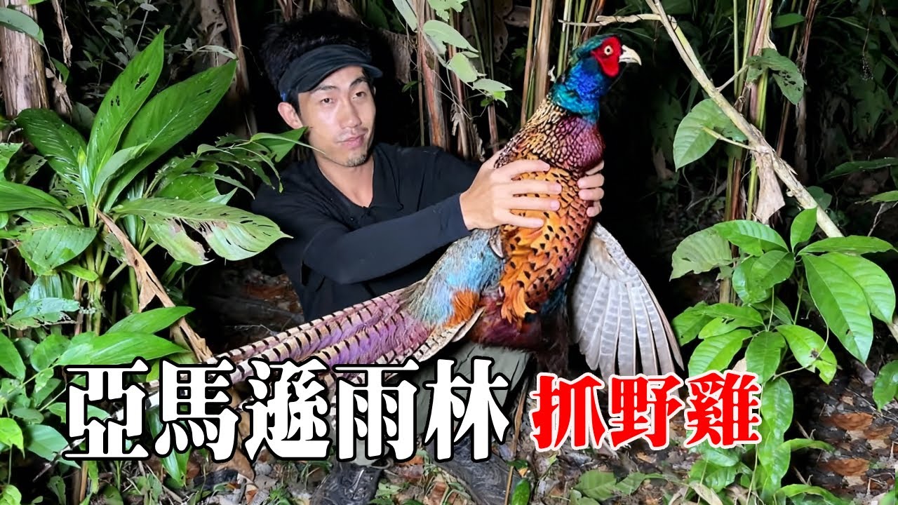南美洲亞馬遜雨林生存探險（下）！透過陷阱抓到野雞，下水抓到咬合力堪比鱷魚的巨狼魚【探索兄弟】