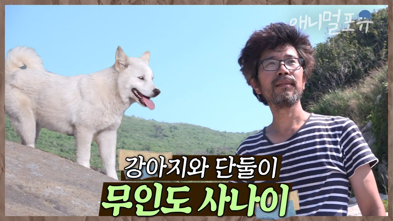 물도 없고 전기도 없는 무인도에 맨몸으로 온 사나이. 그의 곁엔 강아지뿐이다. | 황도로 간 사나이 | KBS 인간극장 2016 방송