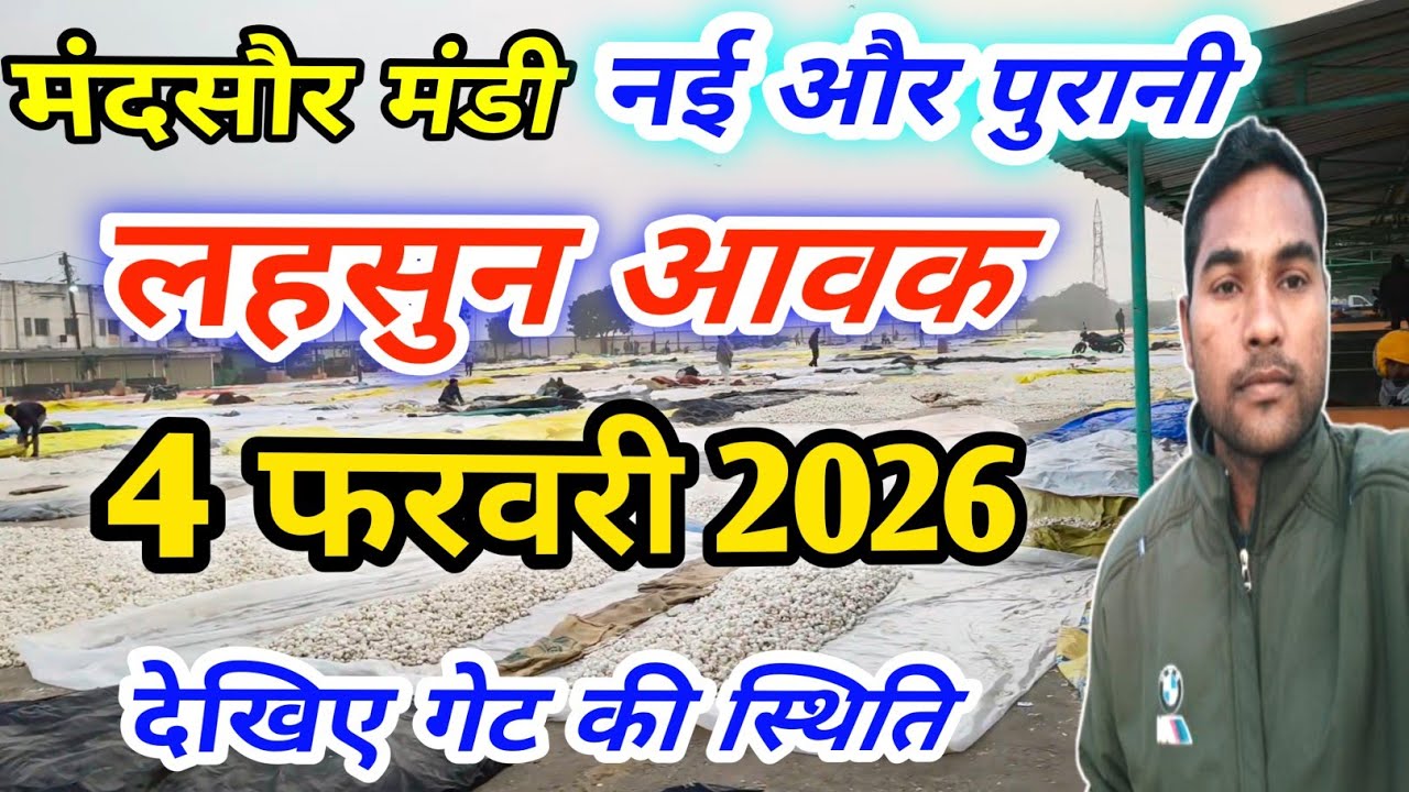 4 फरवरी 2026 नई एवं पुरानी लहसुन कितनी आई मंदसौर मंडी में | Mandsaur Mandi Lahsun Ki Aavak Aaj Ki