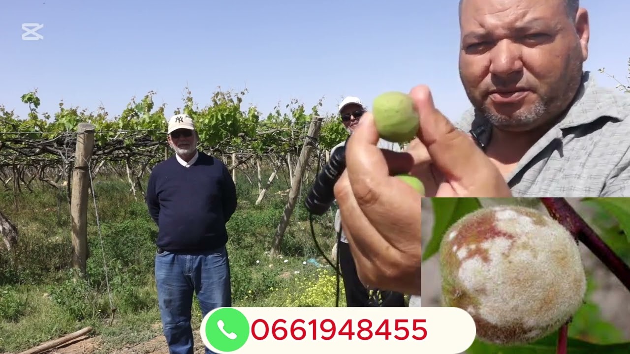 ماذا نفعل لشجرة الزيتون اثناء الازهار