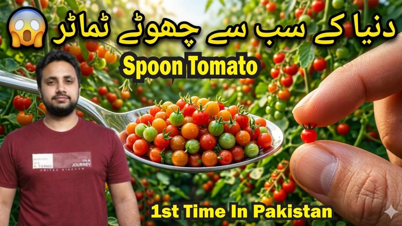 Spoon Tomato | World’s Smallest Tomato! 😱 کیا آپ نے کبھی اتنا چھوٹا ٹماٹر دیکھا؟