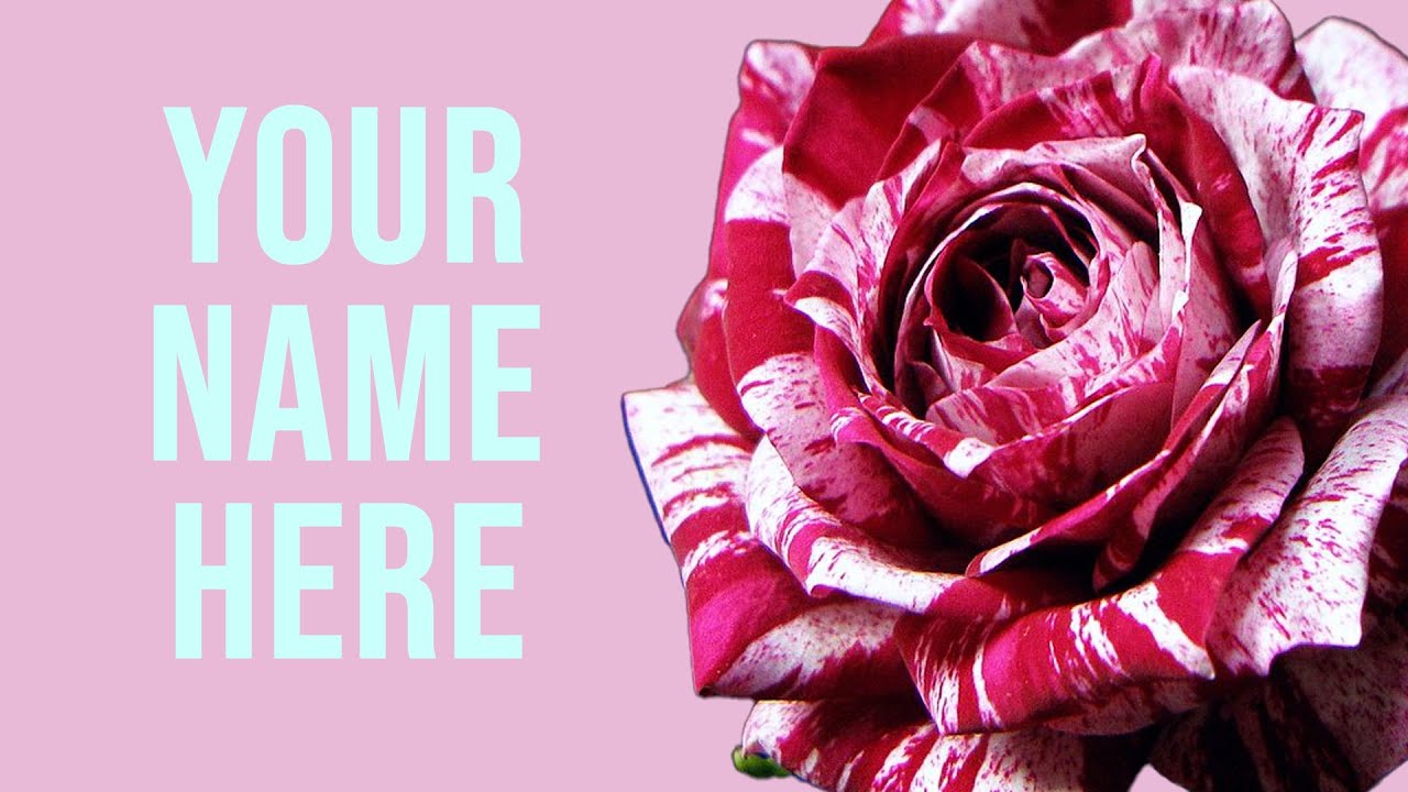 How to Cross Pollinate Roses