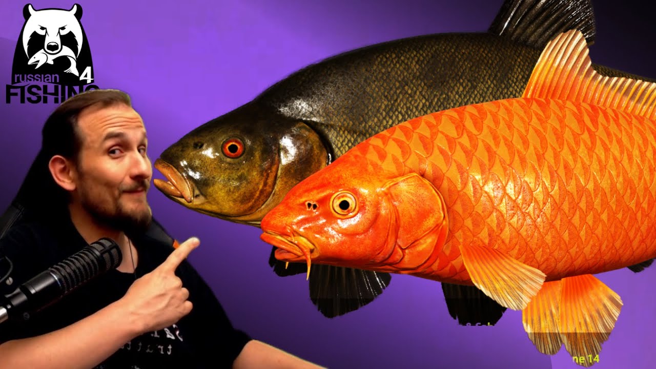 Russian Fishing 4 - Kupfersee - Erster Top Spot!? Seltene Kois und Karpfen