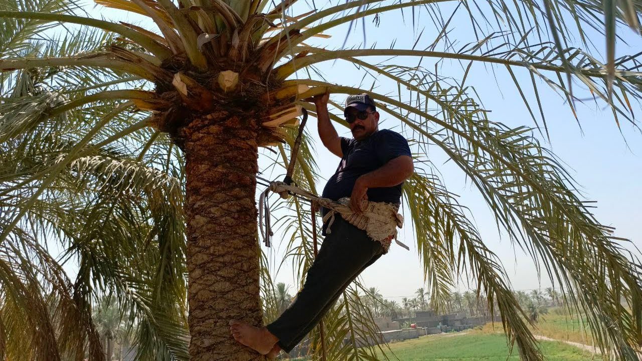 گصاص النخيل 🌴 في العراق موسم 2023