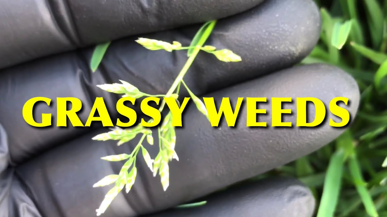 How To Kill Grassy Weeds In The Lawn