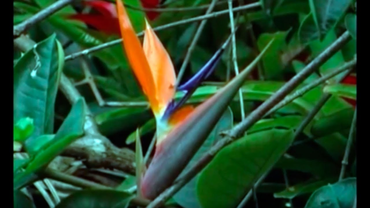 Cómo cultivar heliconias- TvAgro por Juan Gonzalo Angel