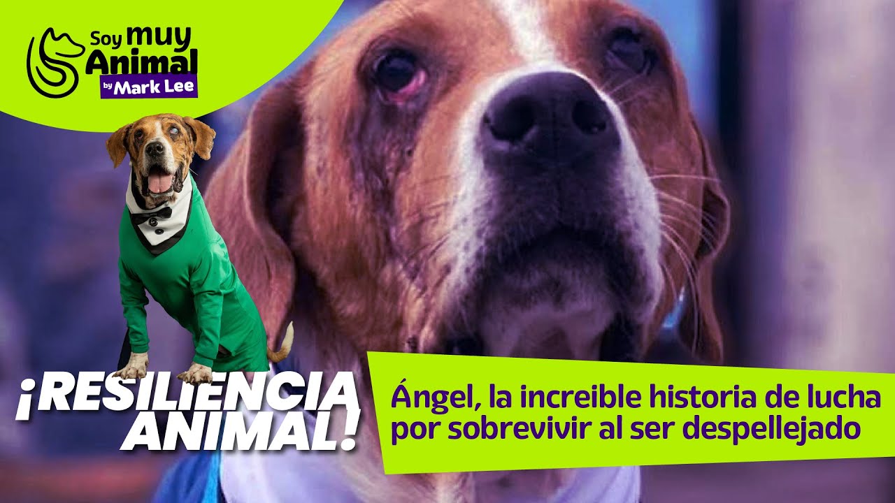 ¡ÁNGEL, EL PERRO MILAGRO! 😇🐶 El caso de maltrato animal más grande de Colombia ¿Cómo sobrevivió? 😱
