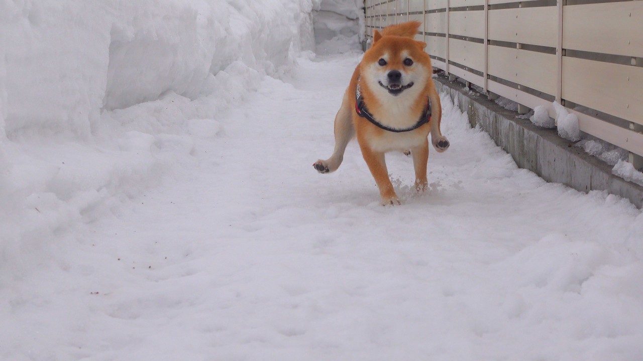 大雪から解放された柴犬の可愛すぎる瞬間が、これ。