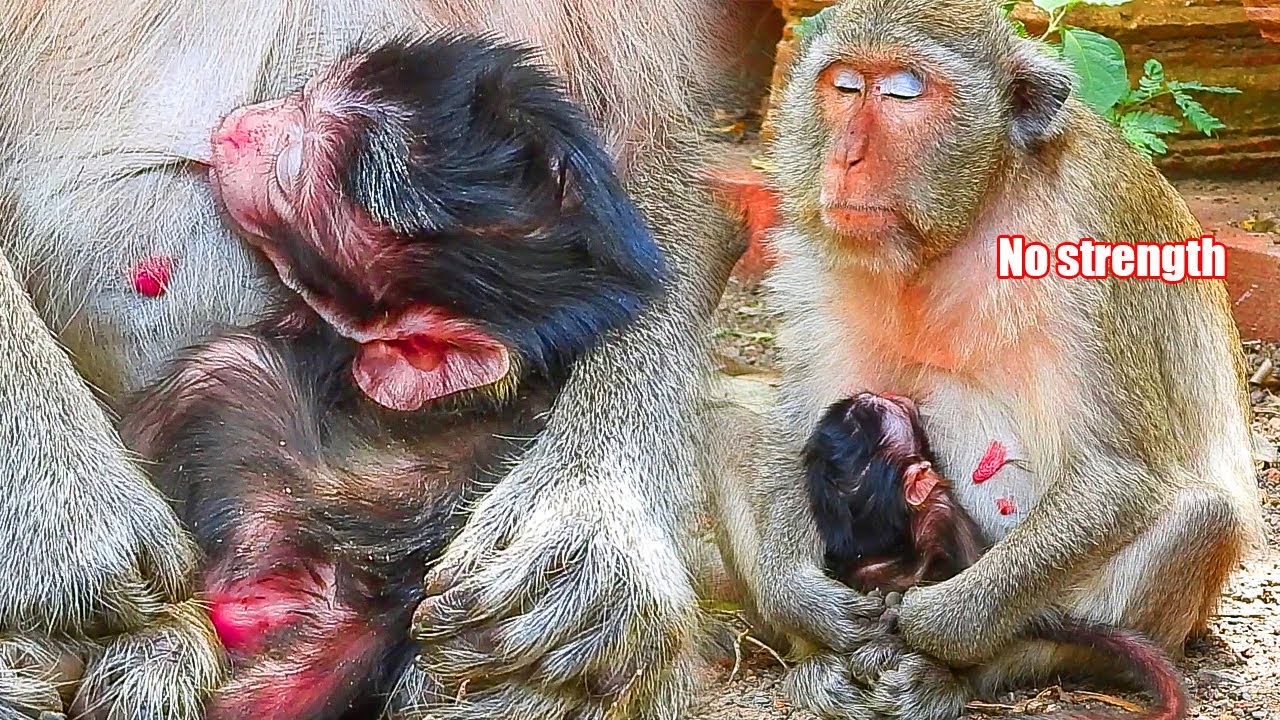 Anemic mother monkey Marci sit hug her baby at 11-AM feed milk to child on the street