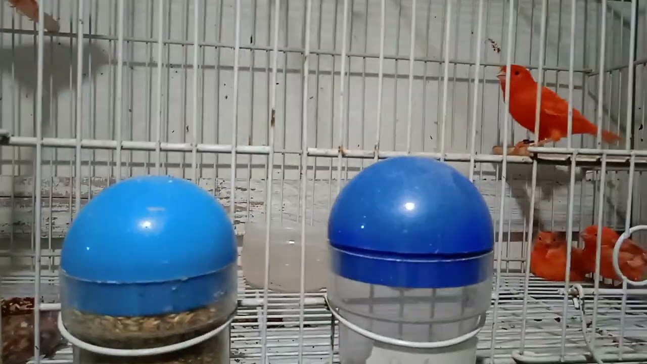 Um pouco do que pode acontecer numa criação de aves e,, manejos,,.
