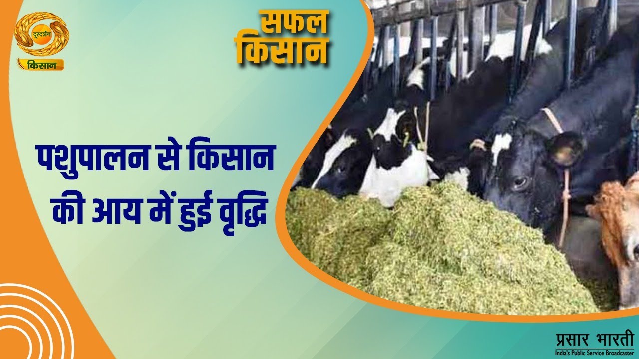Safal Kisan | सफल किसान- पशुपालन से किसान की आय में होगी वृद्धि | DD Kisan | February 05, 2026