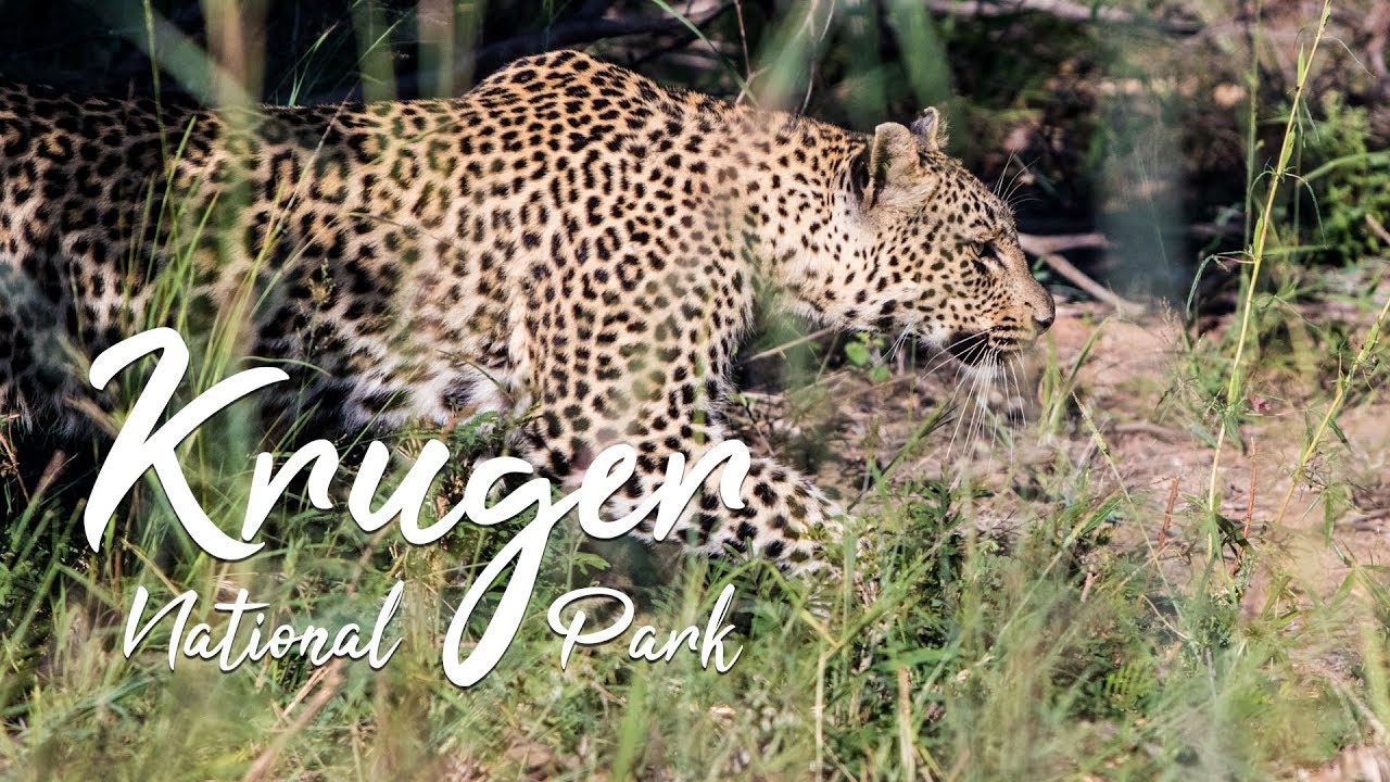 Kruger National Park | Documentary