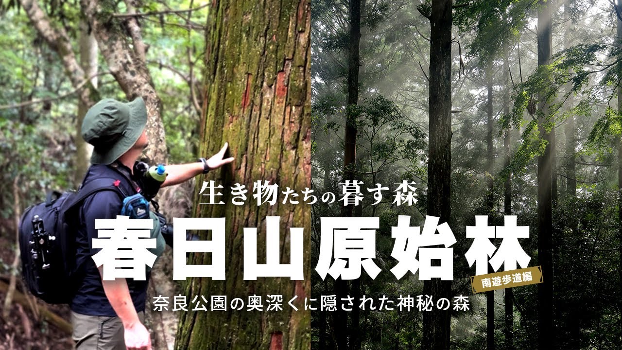【生き物たちの暮す森】奈良公園の奥深くに隠された神秘の森、多様な生命たちが暮らす春日山原始林の魅力｜The Forest Where Life Goes On【春日山原始林｜南遊歩道編】