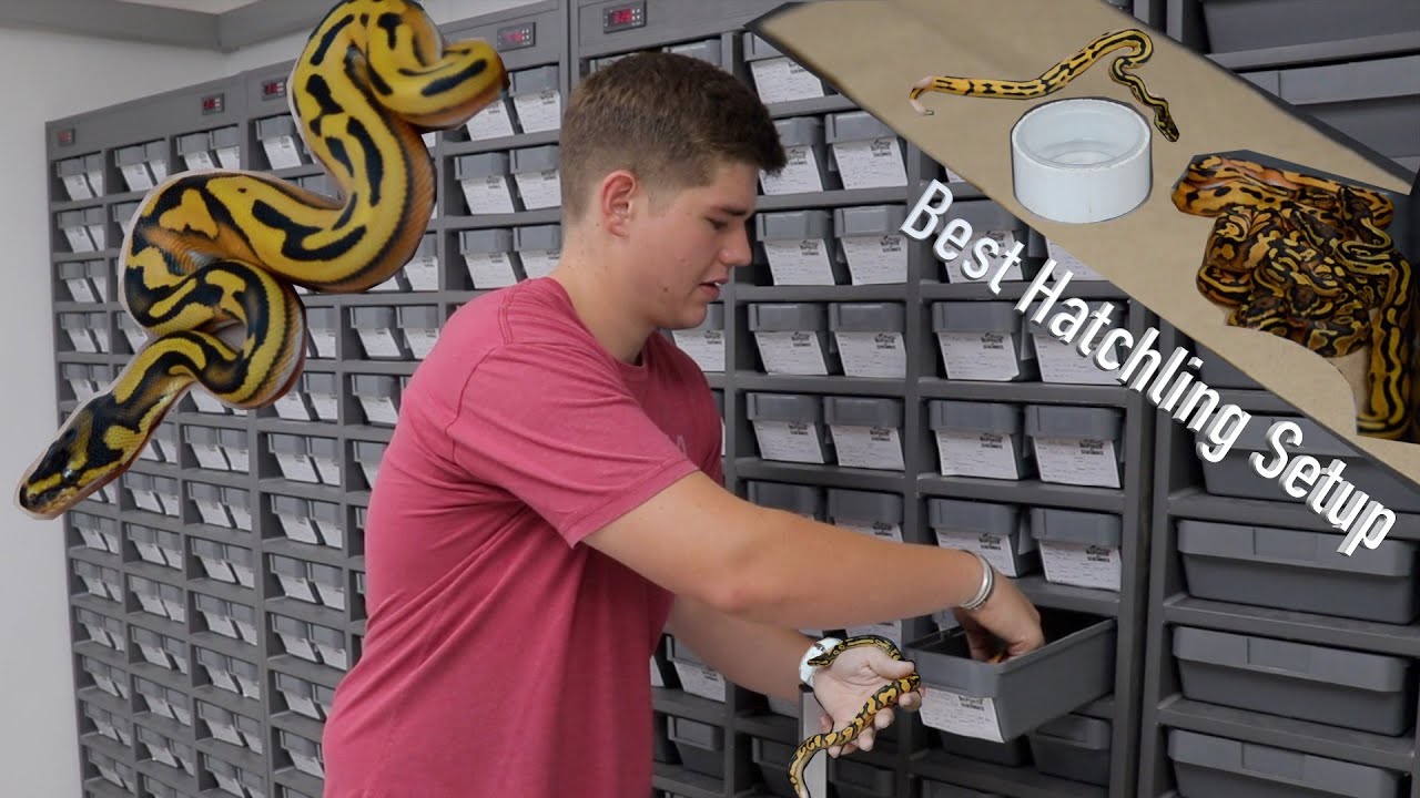 How to SETUP your hatchling BALL PYTHON!!