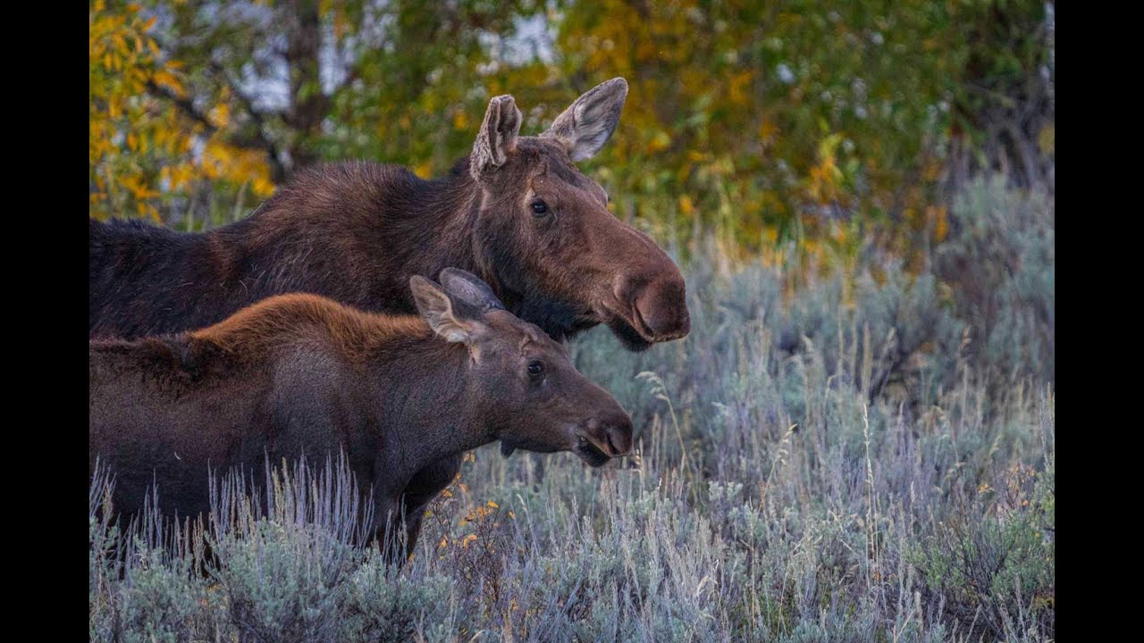 Mooses of the Grand Tetons
