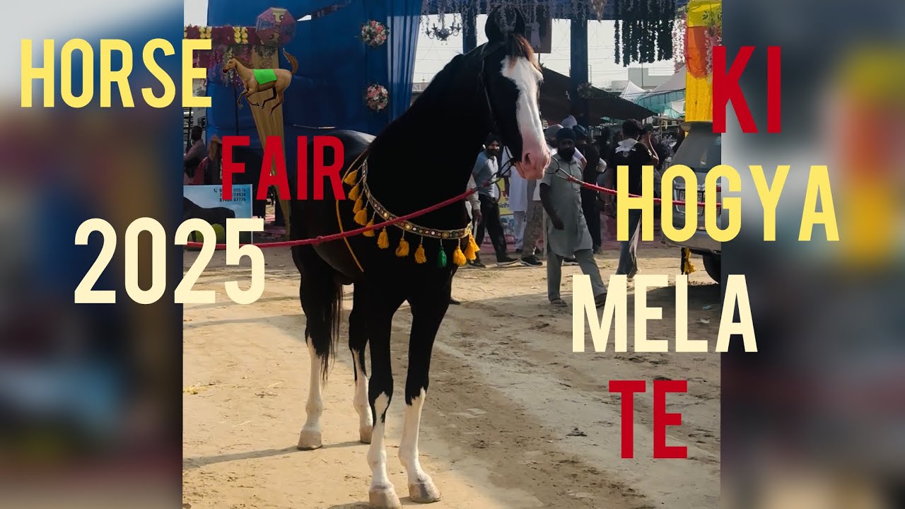 Horse fair 2025 7crore da ghoda omg 😱