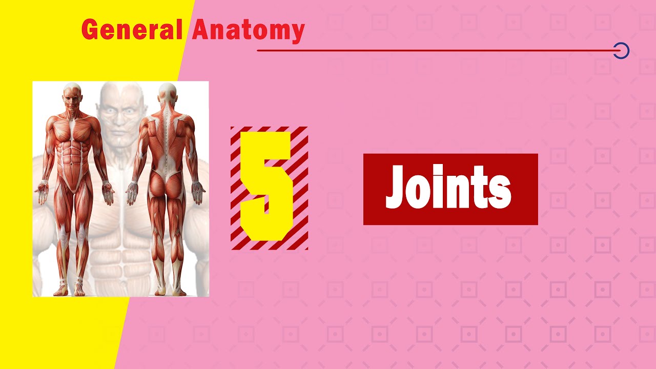 𝟎𝟓. 𝐉𝐨𝐢𝐧𝐭𝐬 (𝐃𝐞𝐟𝐢𝐧𝐢𝐭𝐢𝐨𝐧, 𝐭𝐲𝐩𝐞𝐬, 𝐦𝐨𝐯𝐞𝐦𝐞𝐧𝐭𝐬, 𝐚𝐧𝐝 𝐞𝐱𝐚𝐦𝐩𝐥𝐞𝐬) 🤝🦴🔗⚙️ (المفاصل)