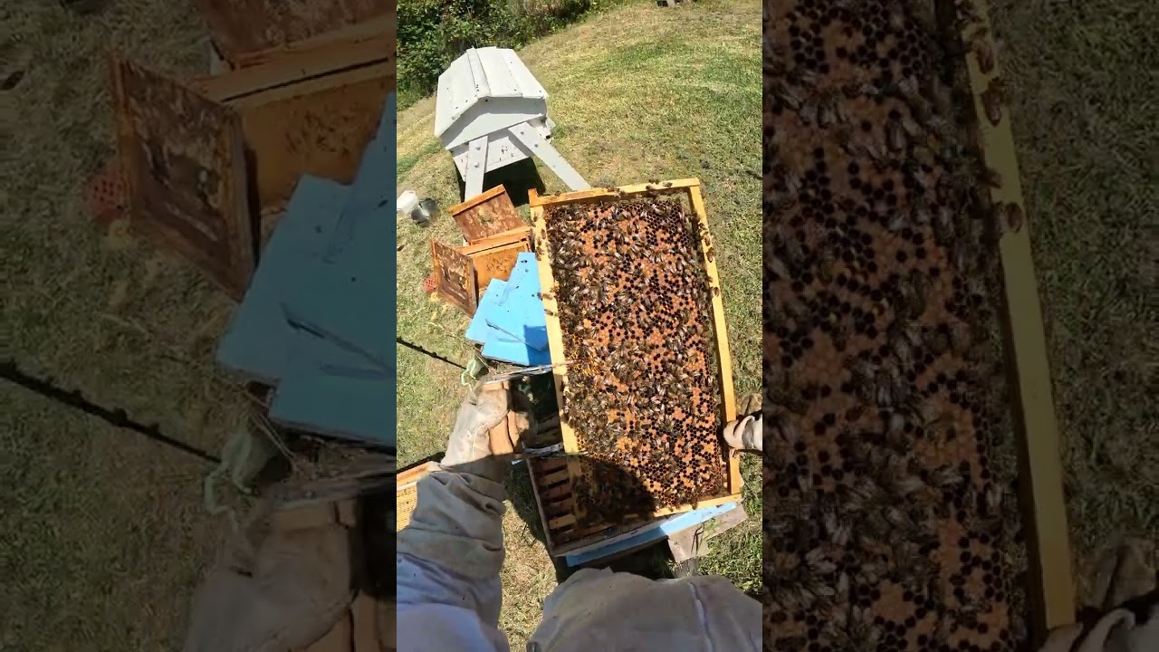 GoPro POV Beehive Inspection: Hunting Honey + Saving a Weak Nuc (Hero 13 Black)