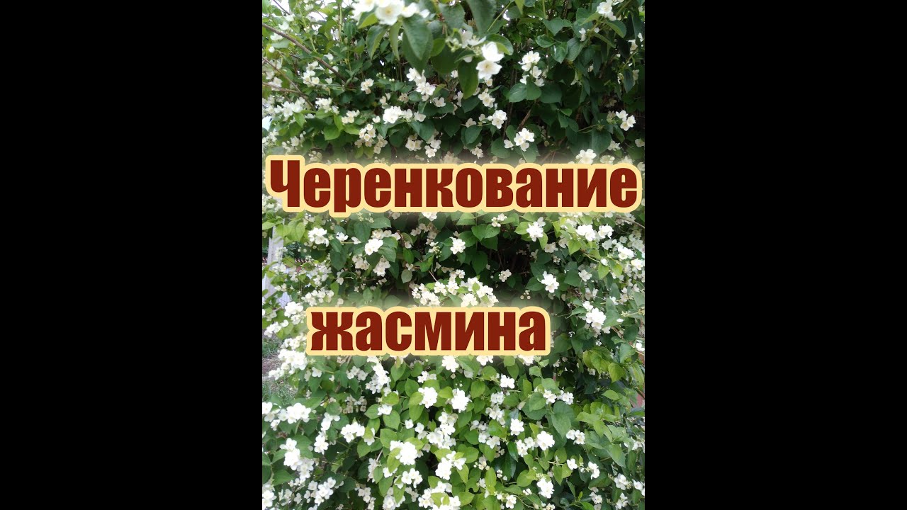 Размножение жасмина черенками.