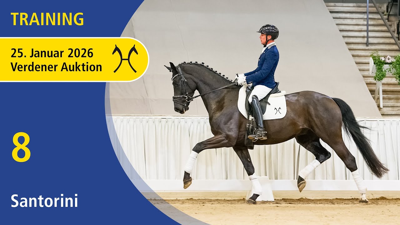 8 Santorini by Santos - Don Nobless | Verden Auction Online - Sporthorses & Youngster - Jan., 25