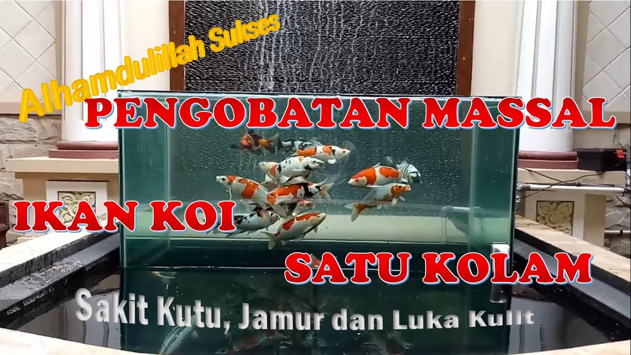Alhamdulillah SUKSES... PENGOBATAN MASSAL, IKAN KOI SATU KOLAM | sakit kutu, jamur & luka kulit