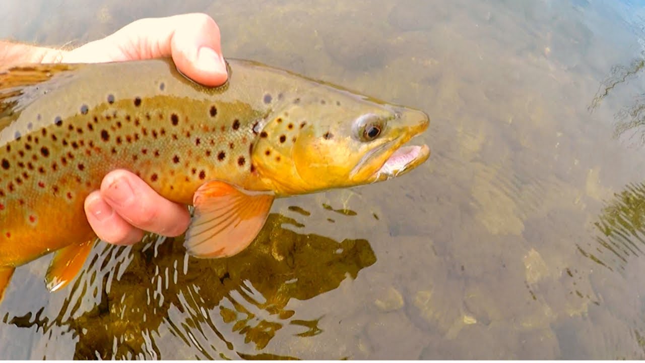 Catch n’ Cook AGGRESSIVE Brown Trout!