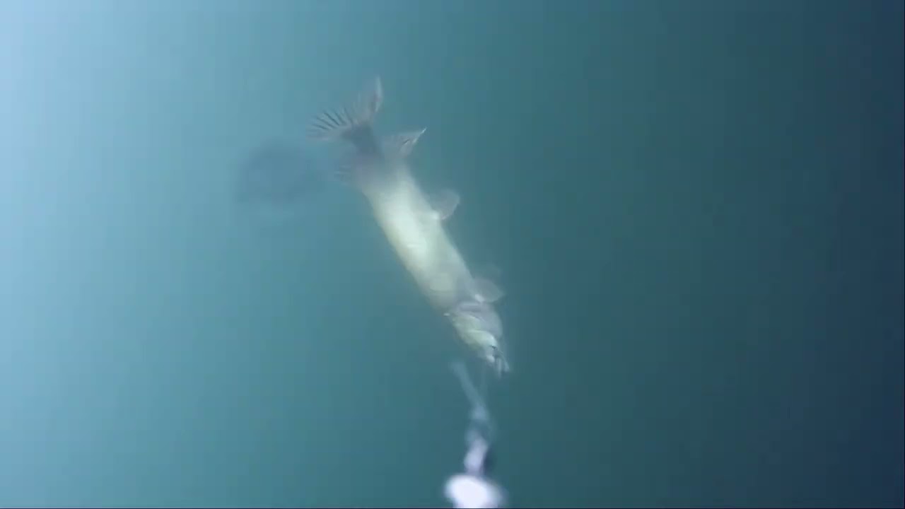 Water Wolf im Starnberger See mit Hechtpärchen