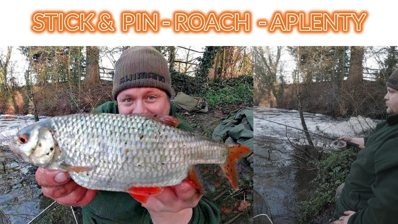 Simple Short River Session! Stick Float & So MANY ROACH! (Video 157)