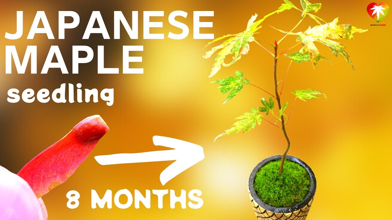 Japanese maple seedling (from seed in 8 months)