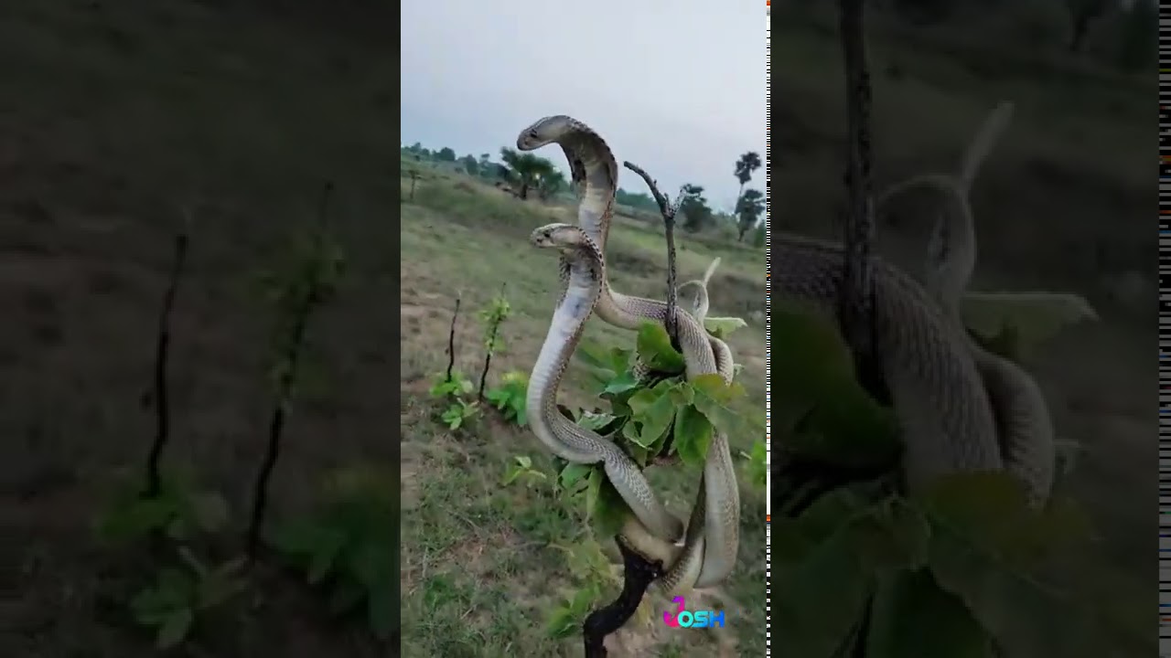 Nagini 🤣🤣🤣😂😂😂