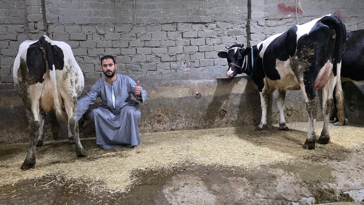 الفصيح يعود من جديد بمفاجاة جديده أسطول والد بنزينات اعلي مناعة يعيش في اي مكان بسعر مش موجود