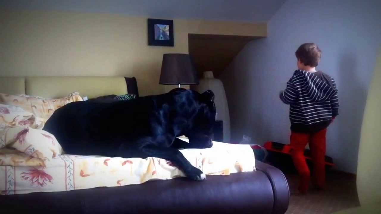 Imagini cutremuratoare cu temutul cane corso lasat liber langa un copil de 3 ani!