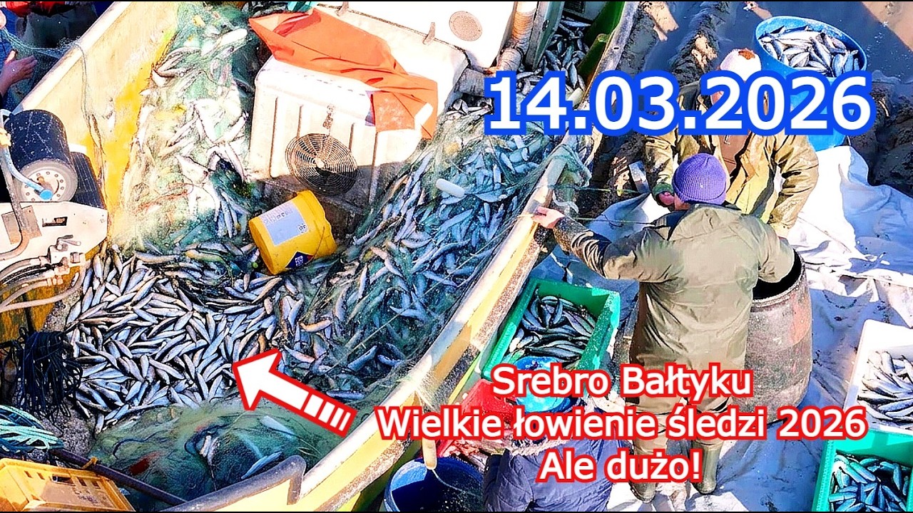 REKORDOWY POŁÓW! Cały kuter śledzi w Jantarze! 🐟-14.03.2026