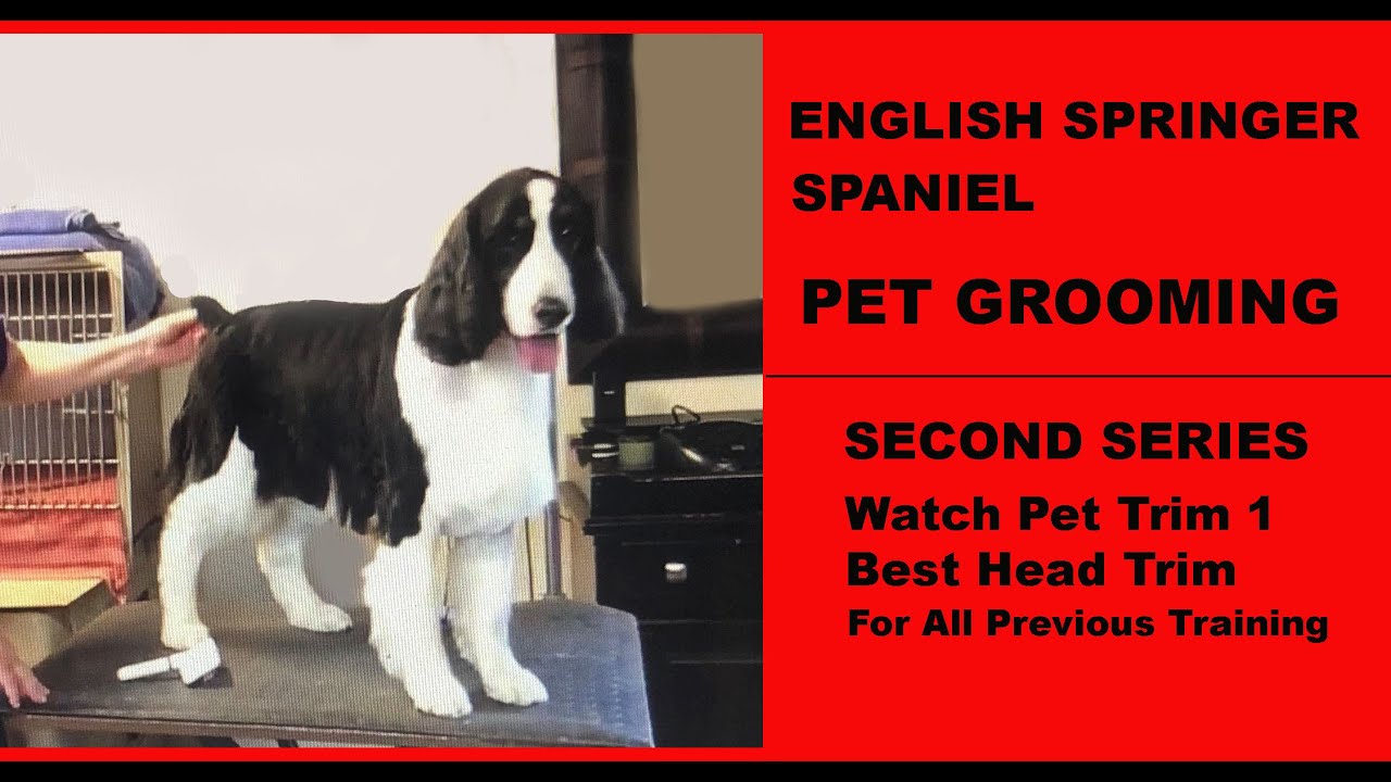 PET TRIM -ENGLISH SPRINGER SPANIEL