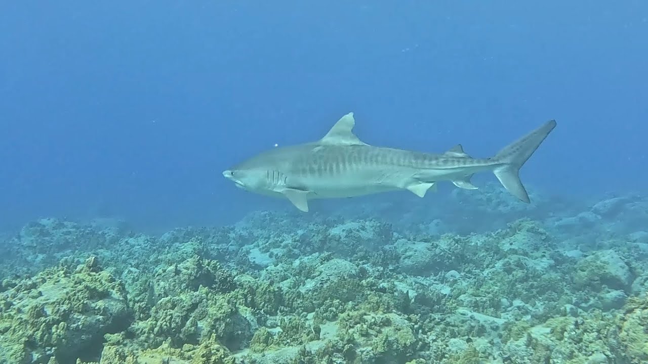 Monk Seal, Tiger Sharks, Dolphins and Oceanic Blacktip Shark 01 06 26