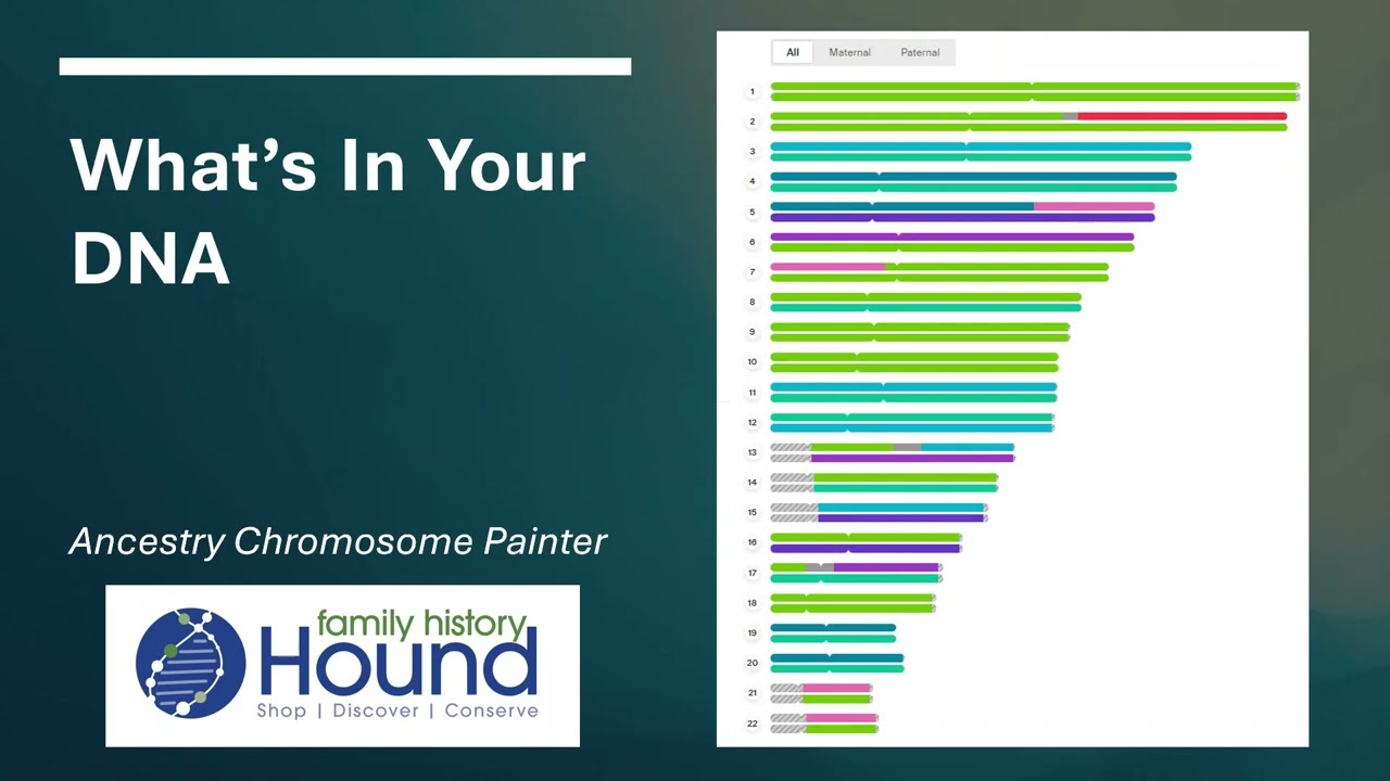 What's In Your DNA  - AncestryDNA Chromosome Painter
