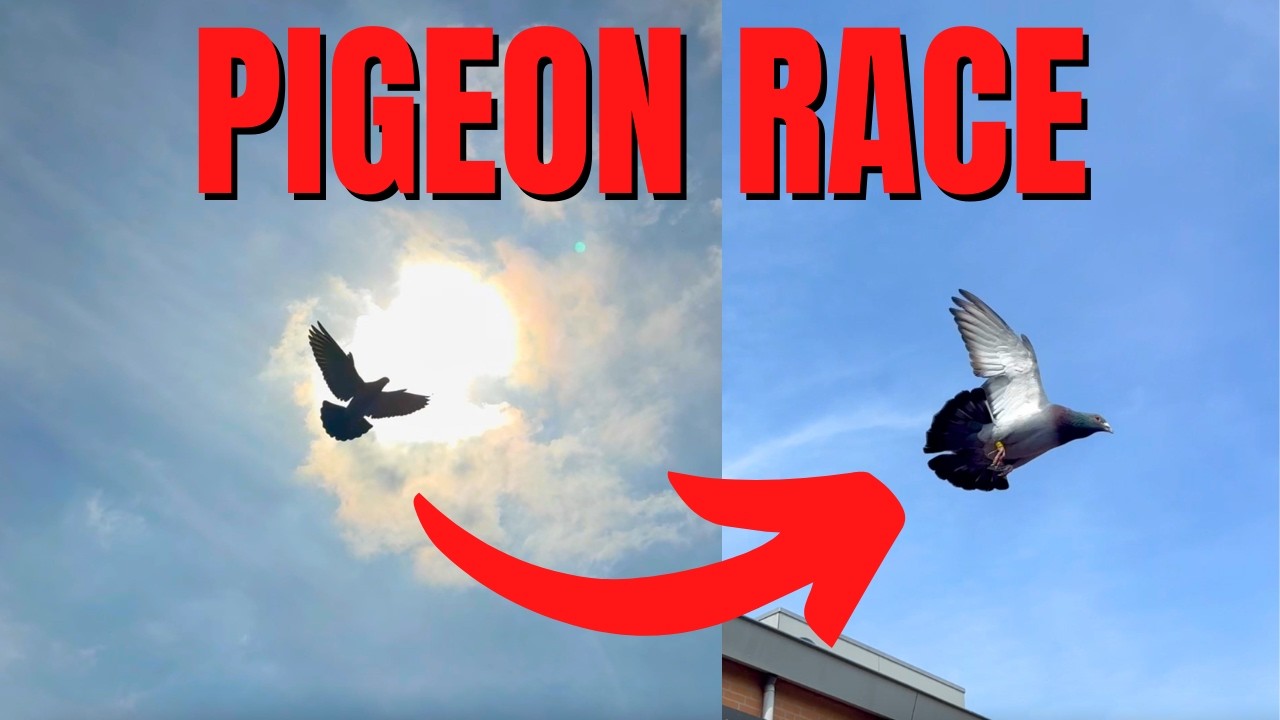 NEW Racing Pigeon Race 2026