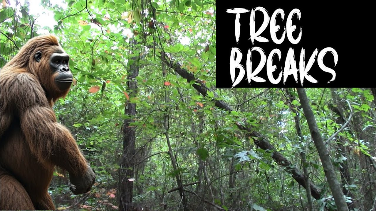 Bigfoot Tree Breaks - THIS Theory Needs A Look