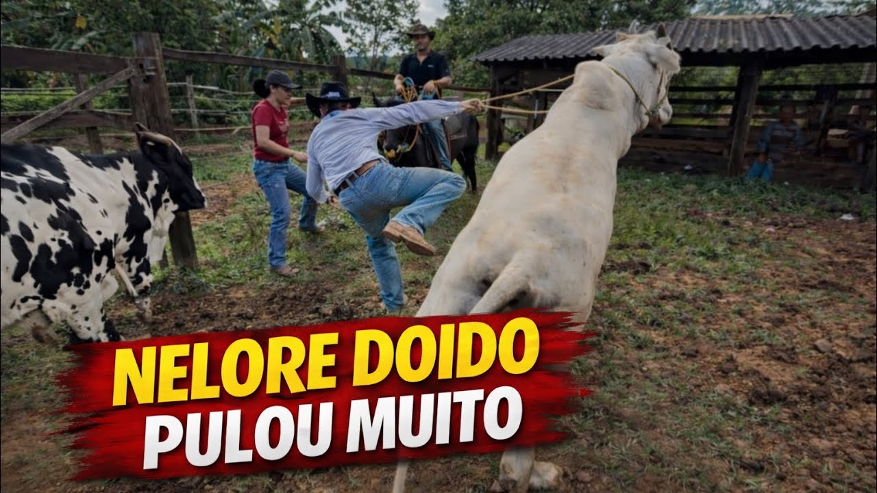TOURO DOIDO PULOU MUITO COM O SARGENTO E O PIOR ACONTECEU