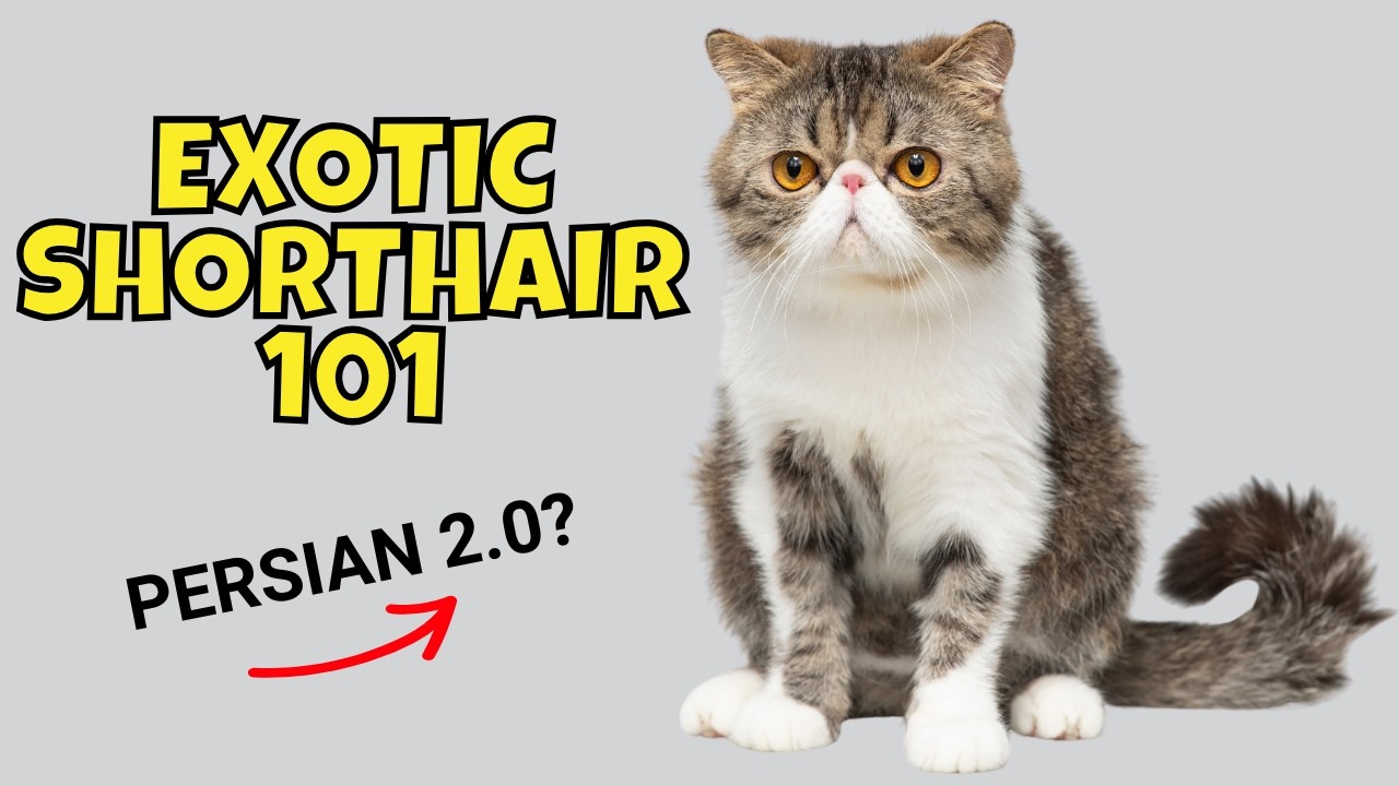 Exotic Shorthair Cat 101: What to Know Before Adopting One