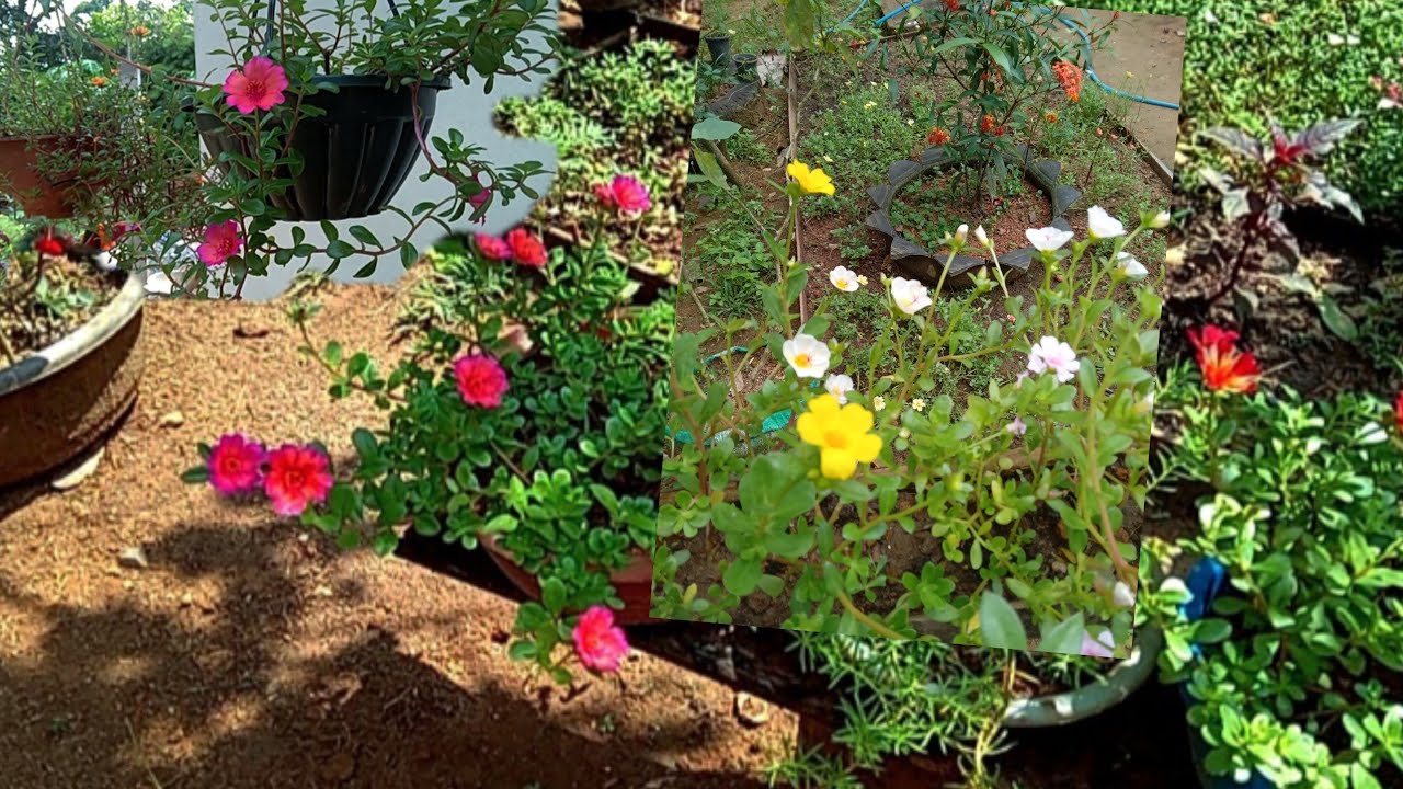 ගෙදර ලස්සන කරන්න නොමිලේම පෝච්චි