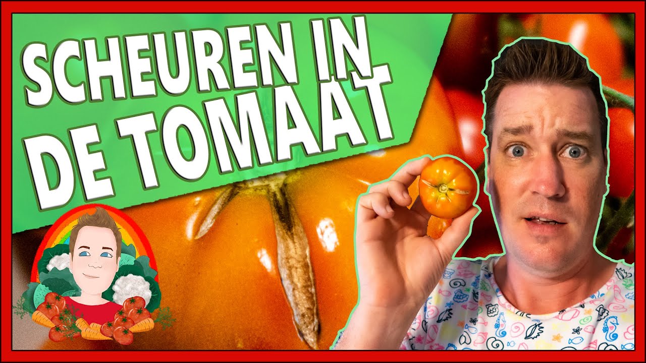 BARSTEN IN DE TOMAAT HOE VOORKOM JE DAT ? | Moestuin vlog 153 | Scheuren in de tomaat