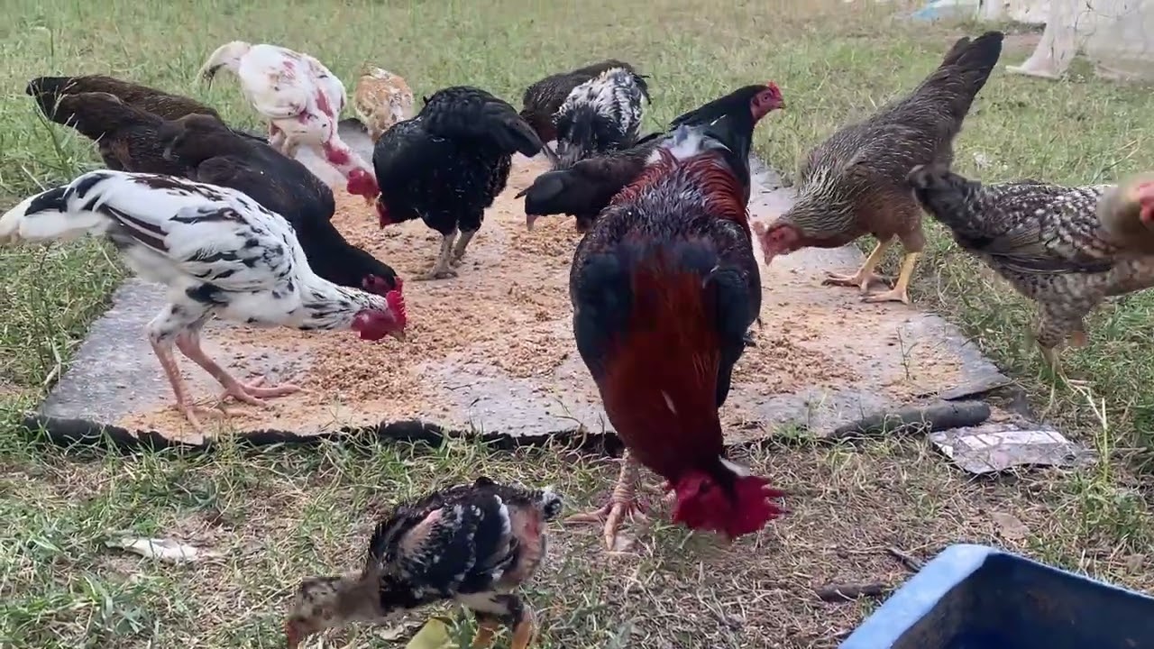 អោយចំនីមាន់ ពេលថ្ងៃ🐓🐓