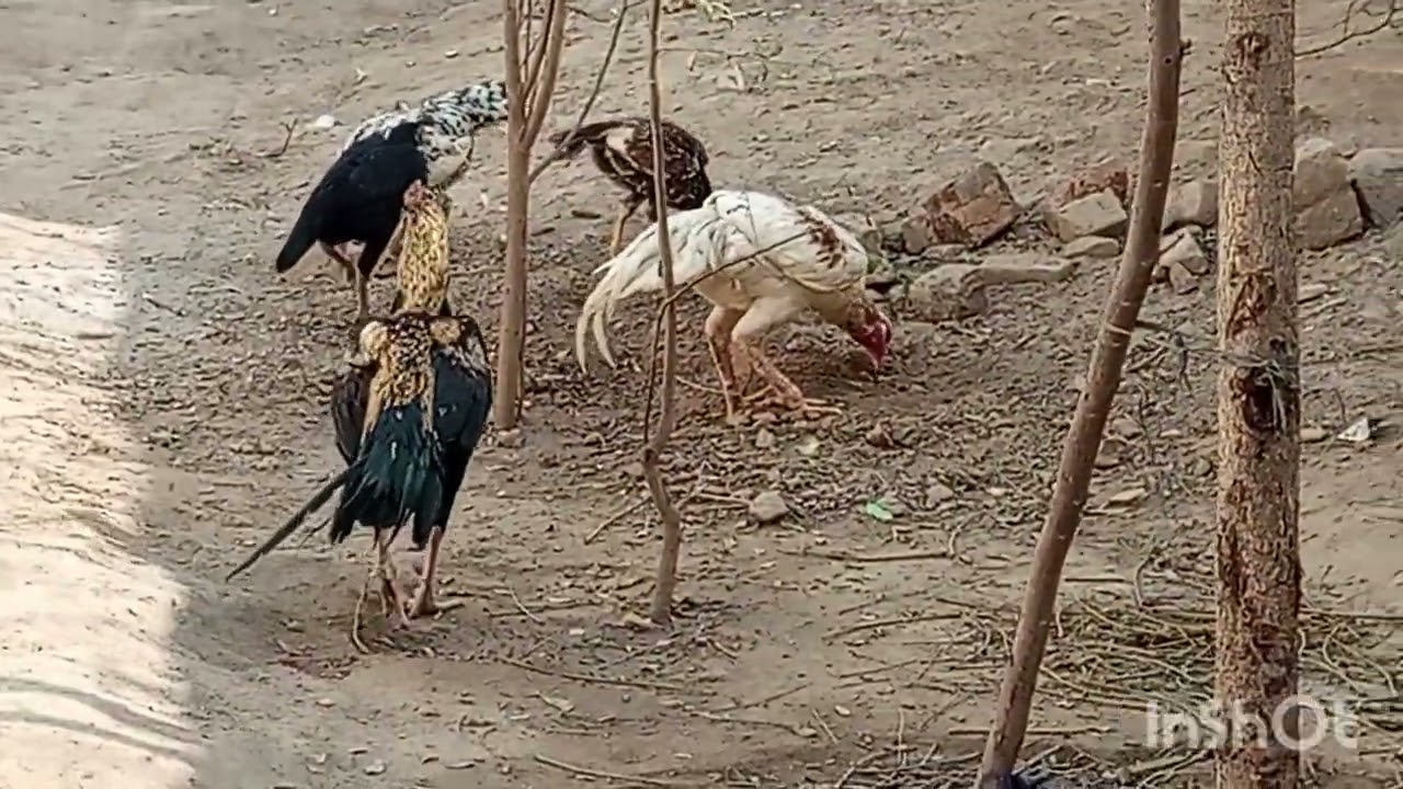 Original breed roosters 🦅💥👑#chicken #birds 