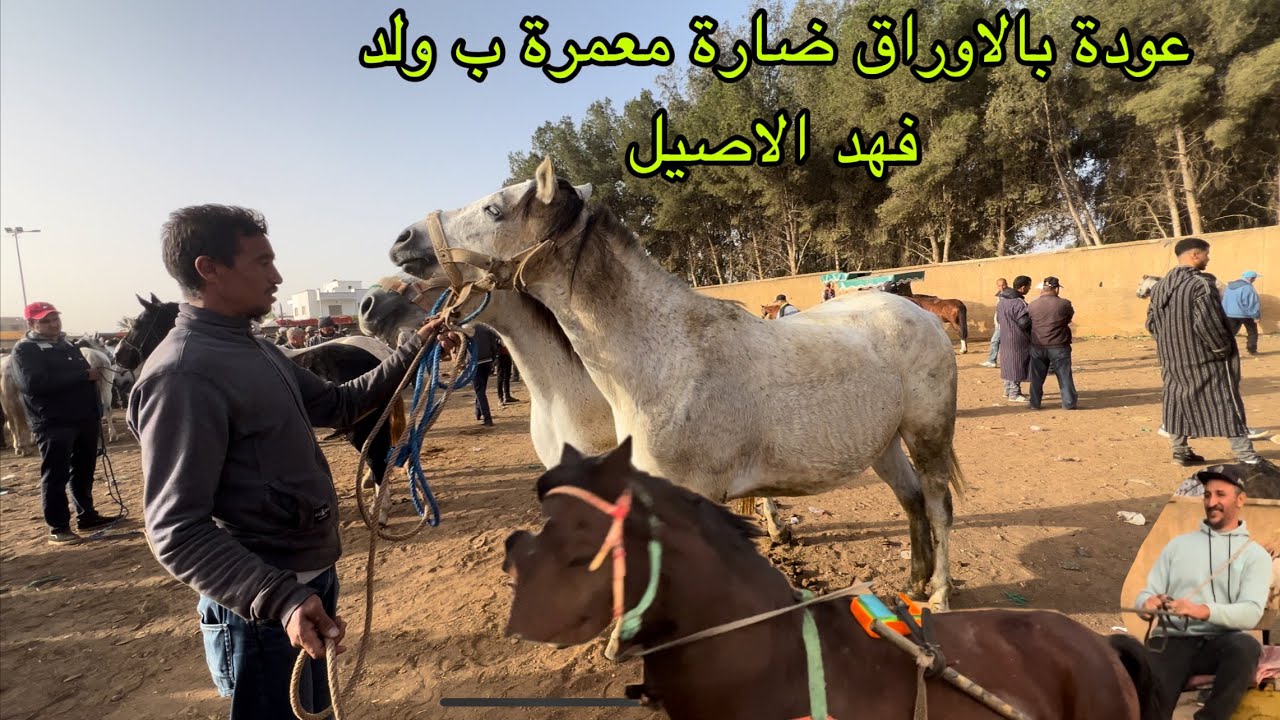 ثمن خيول جران من سوق الثلاثاء الخميسات عودة ضارة مليحة مرقد الغرب