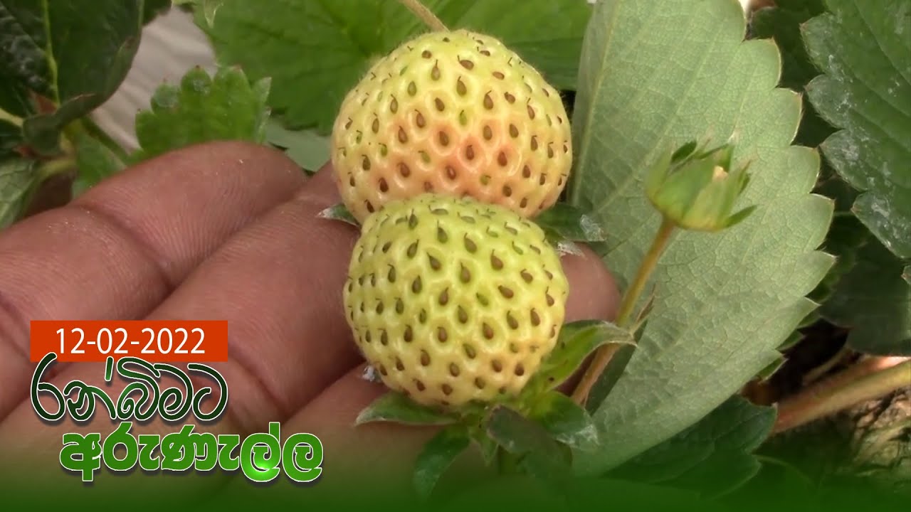 Ranbimata Arunella - (2021-02-12) | ITN