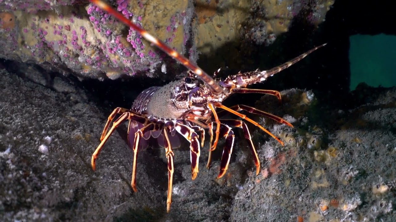 BRETAGNE TREGOR Plongée Les langoustes de baro-bras  24 05  2023