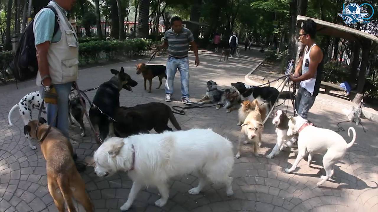 Psicólogo para perros