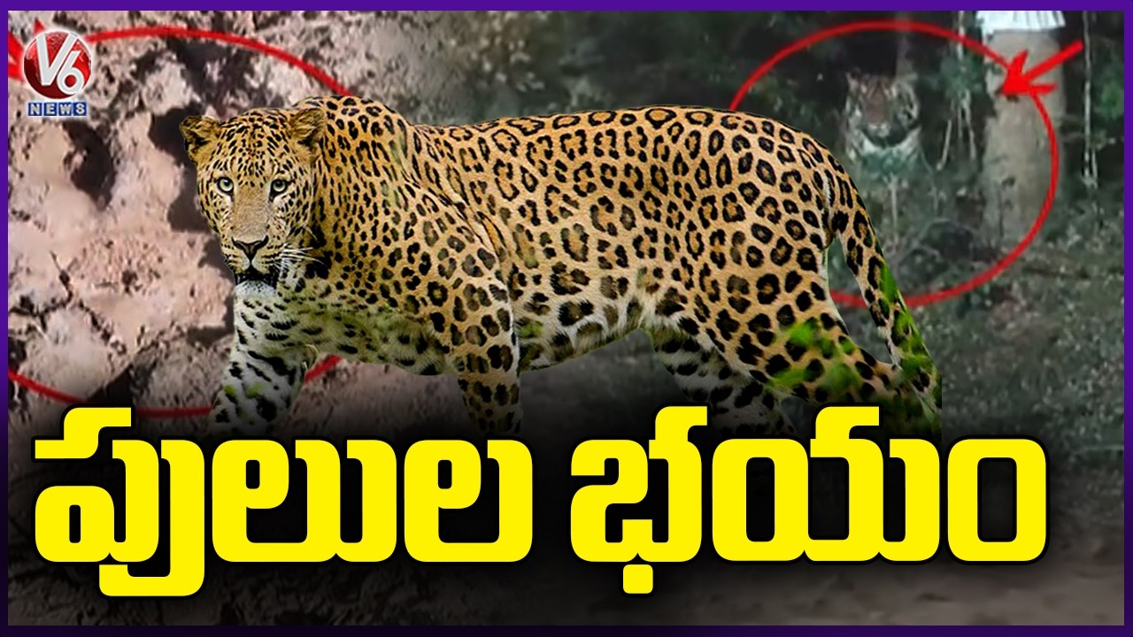 Public Concerned Due To Traces Of Tiger And Leopard In Telangana | V6 News
